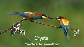  Presentation with filipino quiz bee - Beautiful theme featuring missile target - european bee-eater merops apiaster backdrop and a  colored foreground