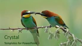  Presentation with bee - Slide set enhanced with missile target - european bee-eater merops apiaster background and a  colored foreground