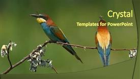  Presentation with bee - PPT layouts featuring missile target - european bee-eater merops apiaster background and a  colored foreground