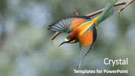  Presentation with natural islami - Slides with missile target - european bee-eater merops apiaster background and a gray colored foreground