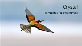  Presentation with missile - PPT layouts featuring missile target - european bee-eater merops apiaster background and a light blue colored foreground