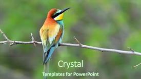  Presentation with natural disasters flood - Cool new PPT theme with missile target - european bee-eater merops apiaster backdrop and a  colored foreground