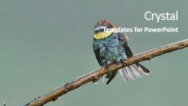  Presentation with rainy day - Beautiful slide deck featuring missile target - european bee-eater merops apiaster backdrop and a gray colored foreground