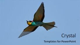  Presentation with bee propolis maroon - Slide deck consisting of missile target - european bee-eater merops apiaster background and a  colored foreground