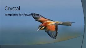  Presentation with bee - PPT layouts with missile target - european bee-eater merops apiaster background and a  colored foreground