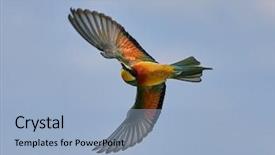  Presentation with bee - Audience pleasing PPT layouts consisting of missile target - european bee-eater merops apiaster backdrop and a  colored foreground