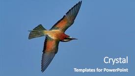  Presentation with natural hazard - Presentation having missile target - european bee-eater merops apiaster background and a  colored foreground