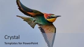  Presentation with oil gas pipeline transportation natural - Slides having missile target - european bee-eater merops apiaster background and a  colored foreground