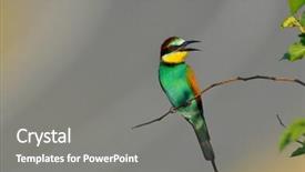  Presentation with filipino quiz bee - Colorful presentation theme enhanced with missile target - european bee-eater outdoor backdrop and a  colored foreground
