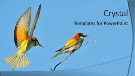  Presentation with eaters - Audience pleasing presentation design consisting of missile target - european bee-eaters merops apiaster outdoor backdrop and a light blue colored foreground