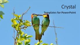  Presentation with eaters - PPT theme enhanced with missile target - european bee-eaters merops apiaster outdoor background and a light blue colored foreground