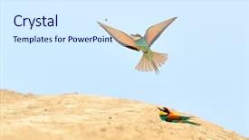  Presentation with eaters - Amazing presentation theme having missile target - european bee-eaters merops apiaster outdoor backdrop and a sky blue colored foreground