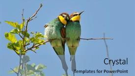  Presentation with eaters - PPT layouts with missile target - european bee-eaters merops apiaster outdoor background and a light blue colored foreground