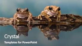  Presentation with mission - Slide set with mission golden-eyed tree frog background and a gray colored foreground