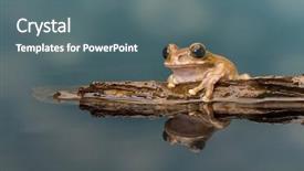  Presentation with mission - Slide set consisting of mission golden-eyed tree frog background and a gray colored foreground