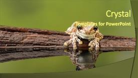  Presentation with mission - Slides with mission golden-eyed tree frog background and a tawny brown colored foreground