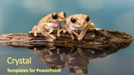  Presentation with mission - Slide set featuring mission golden-eyed tree frog background and a tawny brown colored foreground