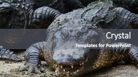  Presentation with close up of rusty rebar - Presentation theme having mississippi river - alligator close up background and a  colored foreground