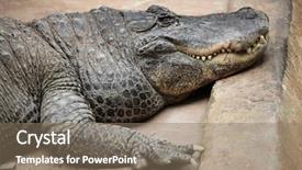  Presentation with american quilt - Presentation theme featuring mississippi state - american alligator alligator mississippiensis wildlife background and a  colored foreground