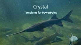  Presentation with underwater wild nature sea life - Amazing presentation having mississippi state - american paddlefish polyodon spathula wild backdrop and a  colored foreground
