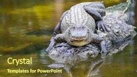 Presentation with water - PPT layouts enhanced with mississippi state - mother alligator carries his hatchling background and a tawny brown colored foreground