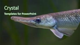  Presentation with freshwater fish - Beautiful theme featuring mississippi state - spotted gar lepisosteus oculatus freshwater backdrop and a tawny brown colored foreground