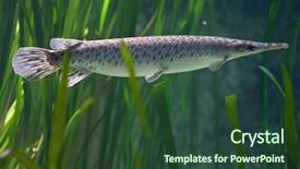  Presentation with freshwater fish - Colorful PPT layouts enhanced with mississippi state - spotted gar lepisosteus oculatus freshwater backdrop and a tawny brown colored foreground