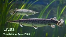  Presentation with freshwater fish - Slides enhanced with mississippi state - spotted gar lepisosteus oculatus freshwater background and a tawny brown colored foreground