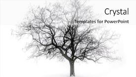  Presentation with single tree - Colorful slide deck enhanced with mist - single leafless tree in winter backdrop and a white colored foreground
