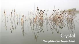  Presentation with water pollution polluted lake - PPT theme having mist - stems of reed background and a gray colored foreground