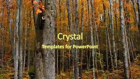  Presentation with woods - Cool new presentation design with recent works serie baltic sea backdrop and a light gray colored foreground