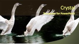 Presentation with three - Presentation featuring mist begin - three starting swans background and a  colored foreground