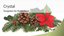  Presentation with christmas holly - PPT theme enhanced with mistletoe holly with berries poinsettia background and a white colored foreground