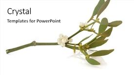  Presentation with background - Colorful PPT layouts enhanced with mistletoe leaf and berry sprig backdrop and a white colored foreground