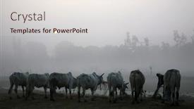  Presentation with misty - Theme consisting of misty-morning-in-the-bengal background and a sky blue colored foreground