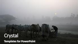  Presentation with misty - PPT theme with misty morning in the bengal background and a  colored foreground