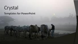  Presentation with bengal gram - Amazing PPT theme having misty morning in the bengal backdrop and a  colored foreground