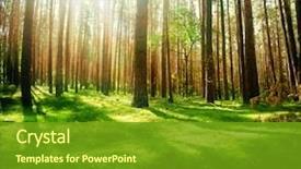  Presentation with misty - Presentation featuring misty old forest background and a tawny brown colored foreground