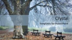  Presentation with misty - Audience pleasing PPT theme consisting of misty park backdrop and a light blue colored foreground