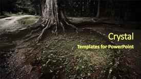  Presentation with grass dark - Presentation with misty tree with roots background and a tawny brown colored foreground