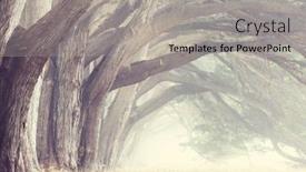  Presentation with misty - Presentation theme consisting of misty trees alley in foggy weather background and a light gray colored foreground
