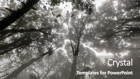 Presentation with forest morning - Amazing PPT theme having misty tropical forest in early backdrop and a gray colored foreground