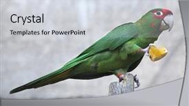  Presentation with orange life buoy splash water - PPT theme with mitred parakeet psittacara mitrata eats background and a sky blue colored foreground