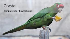  Presentation with animal - Beautiful slide set featuring mitred parakeet psittacara mitrata eats backdrop and a  colored foreground