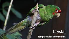  Presentation with animal - Beautiful PPT layouts featuring mitred parakeet psittacara mitrata wild backdrop and a wine colored foreground