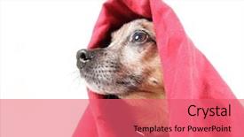  Presentation with dog - Beautiful presentation design featuring mix dog under a red backdrop and a coral colored foreground