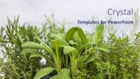  Presentation with sage - Cool new theme with mix-of-herbs backdrop and a sky blue colored foreground