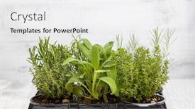  Presentation with sage - Slide set consisting of mix-of-herbs background and a white colored foreground