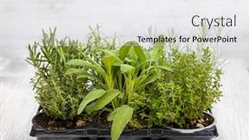  Presentation with sage - Slide set featuring mix-of-herbs background and a white colored foreground