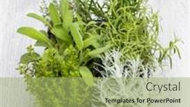  Presentation with sage - Slide set having mix-of-herbs background and a mint green colored foreground